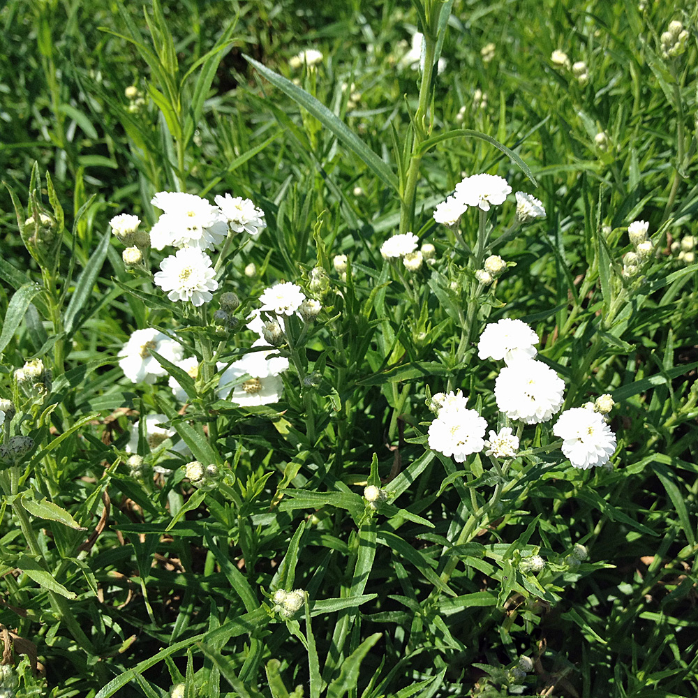 Schafgarbe The Pearl, Die Perle, blütenstaude