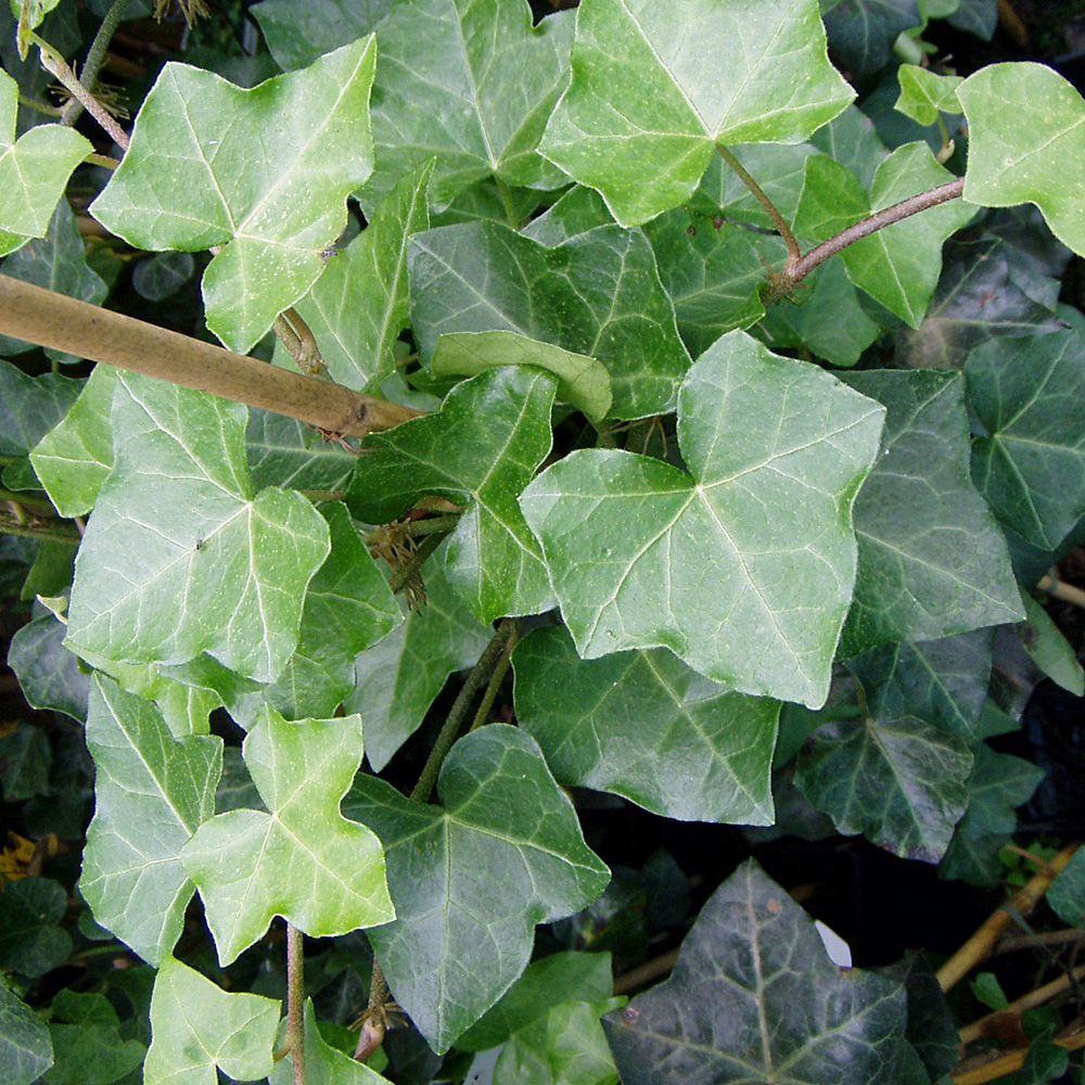 Efeu 'Hibernica'