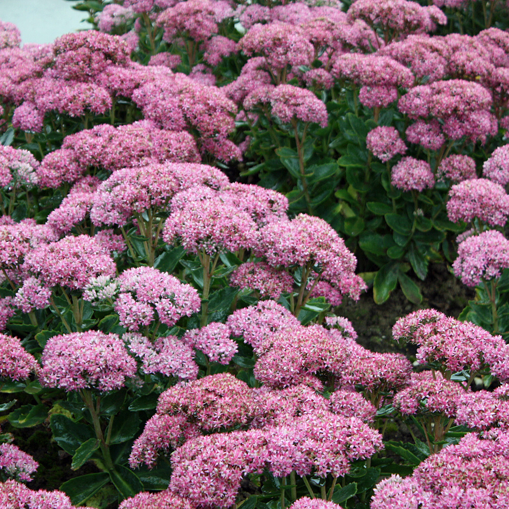 Fetthenne Carl, Sedum, Herbstblüher, Bienenweide