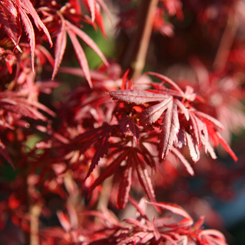 Fächerahorn Shaina, Ahorn, Acer, Blattschmuck