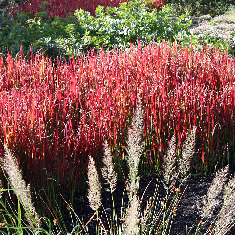 Flammengras 'Red Baron'