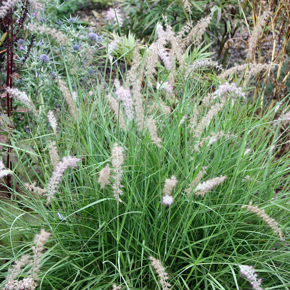 Lampenputzergras - Pennisetum