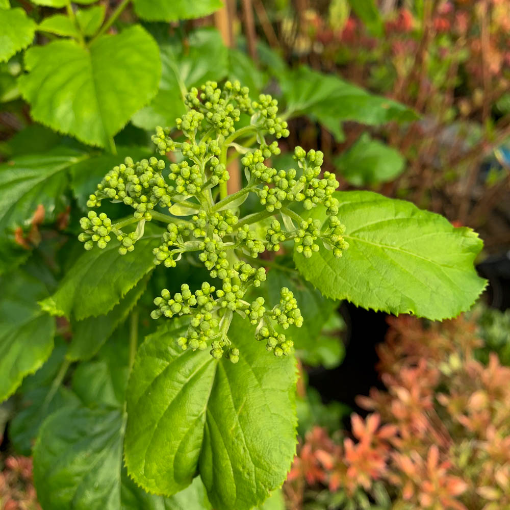 Kletterhortensie