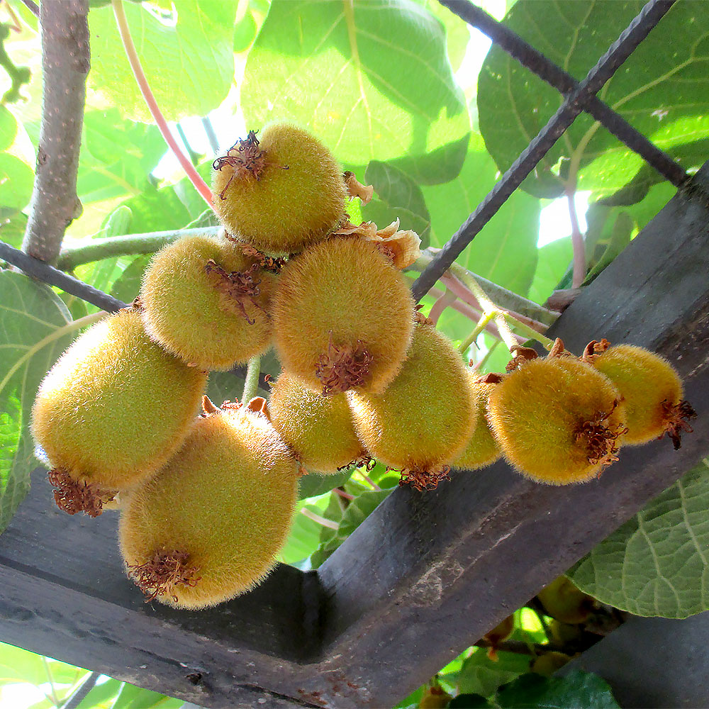 Kiwi 'Jenny' (Syn. Yennie)