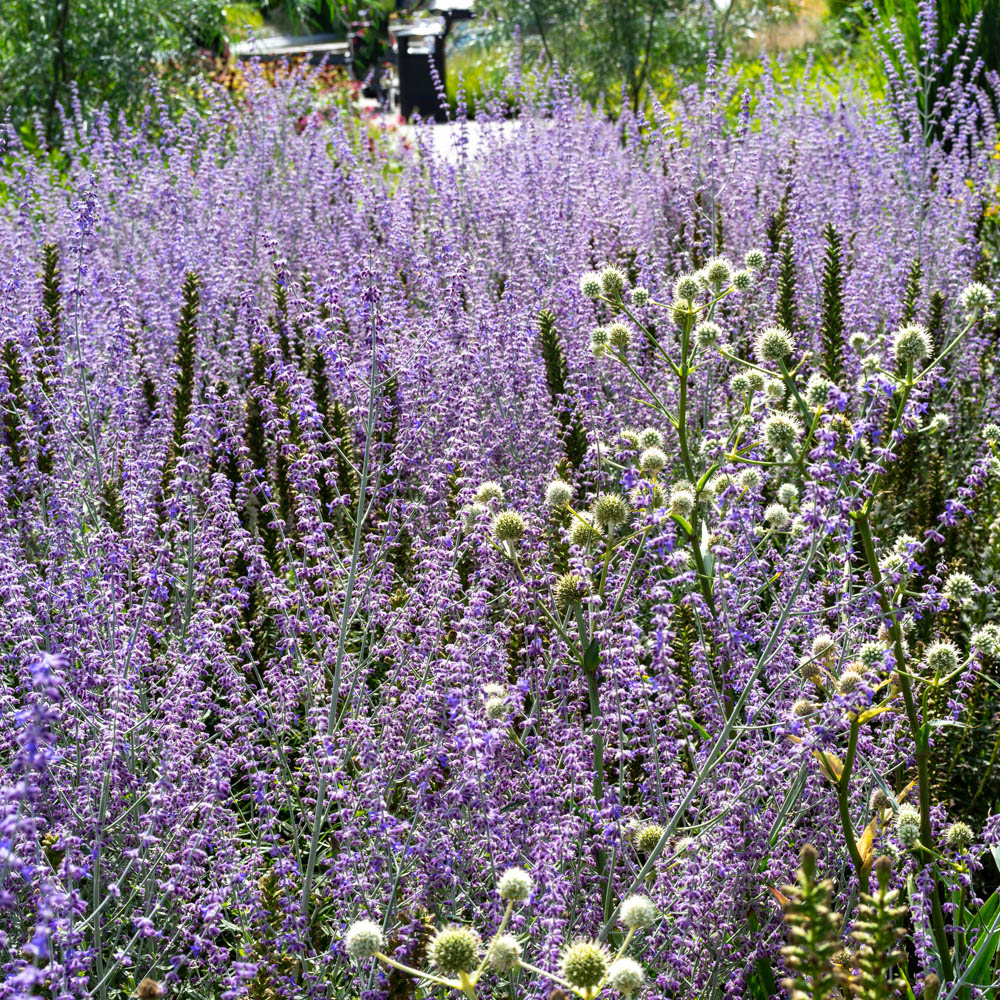 Blauraute, Blütengehölz, Herbstblüher