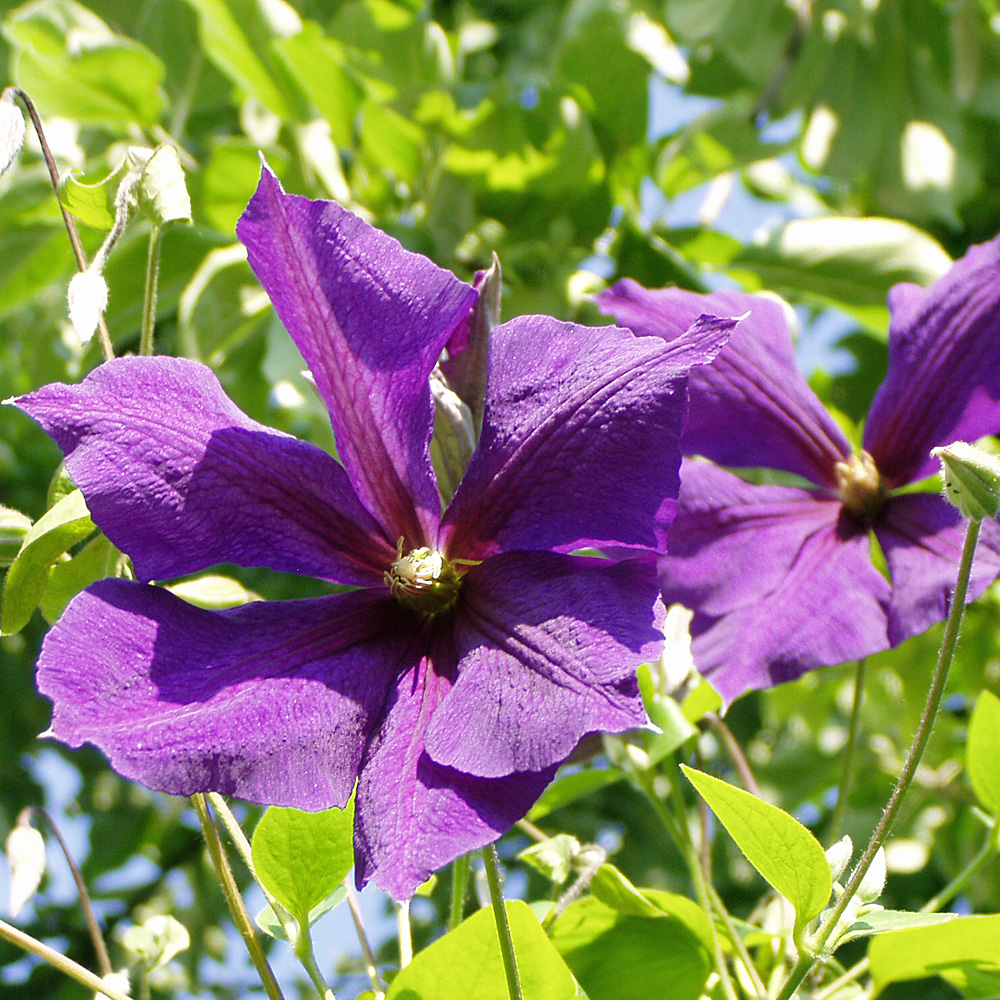 Clematis Jackmanii, Waldrebe, Kletterpflanze