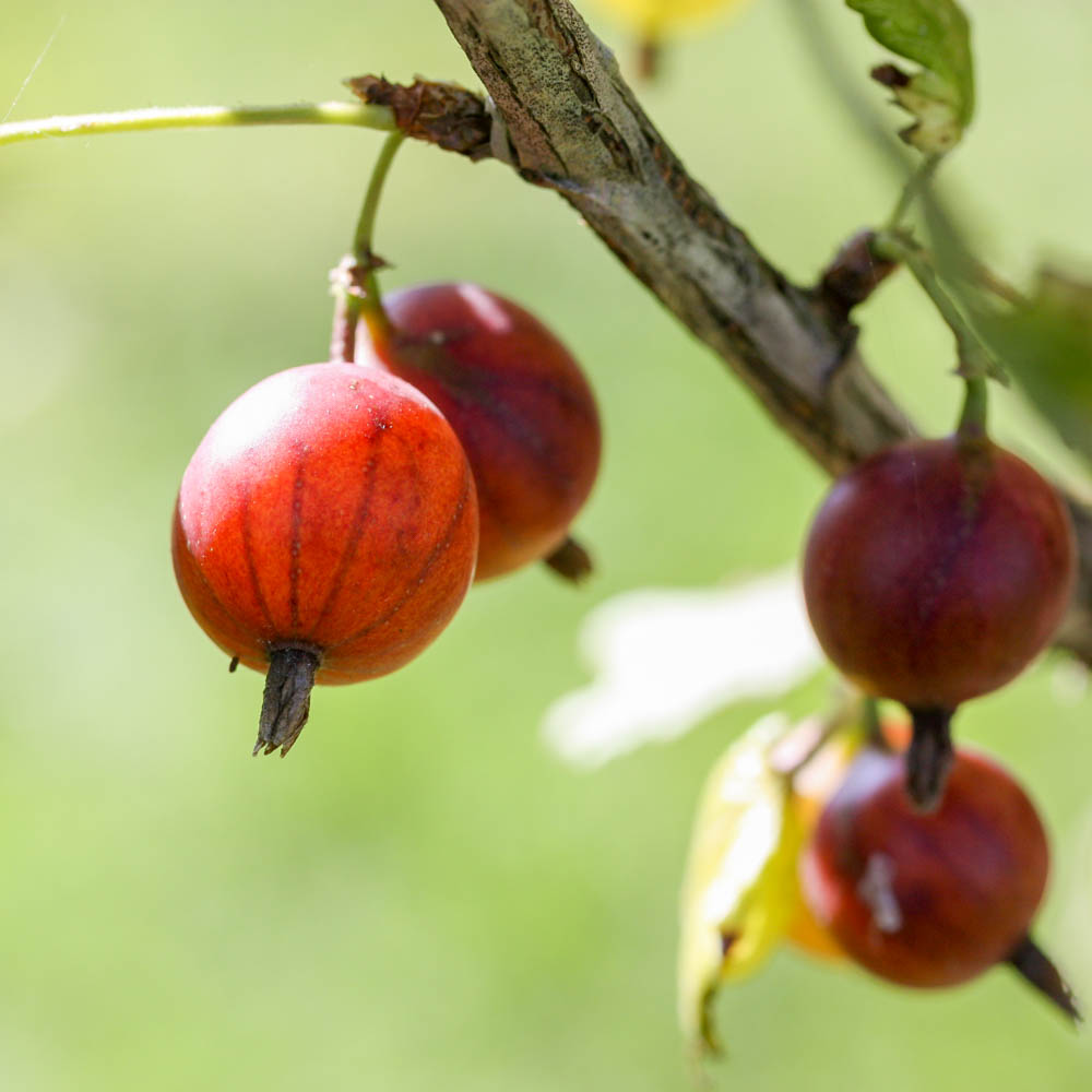 Rote Stachelbeere 'Crispa ®' Darling ®''