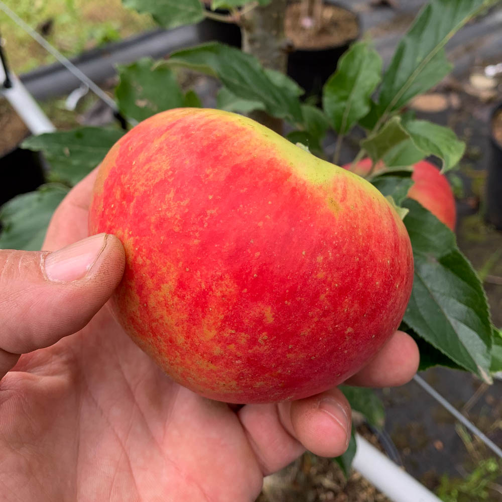 Apfel 'Geheimrat Dr. Oldenburg'