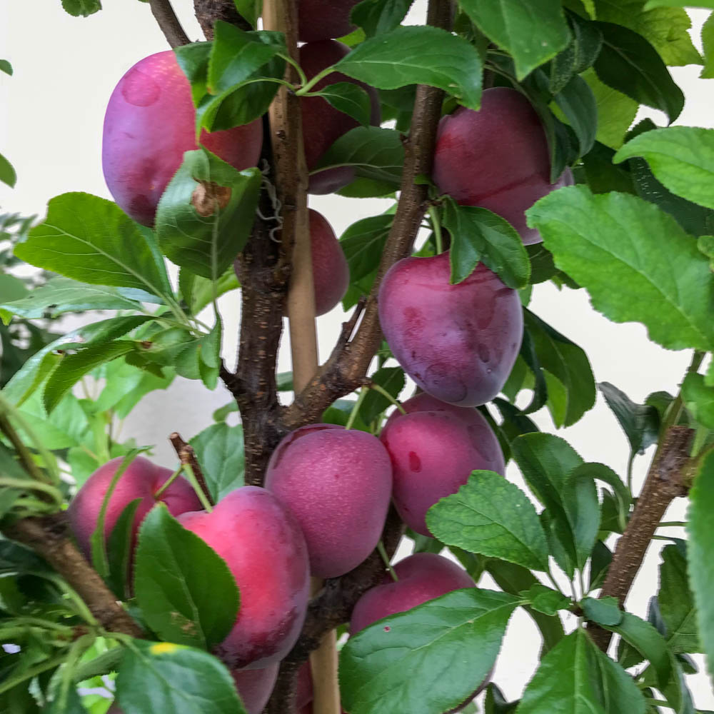 Säulenmirabelle 'Ruby' ®