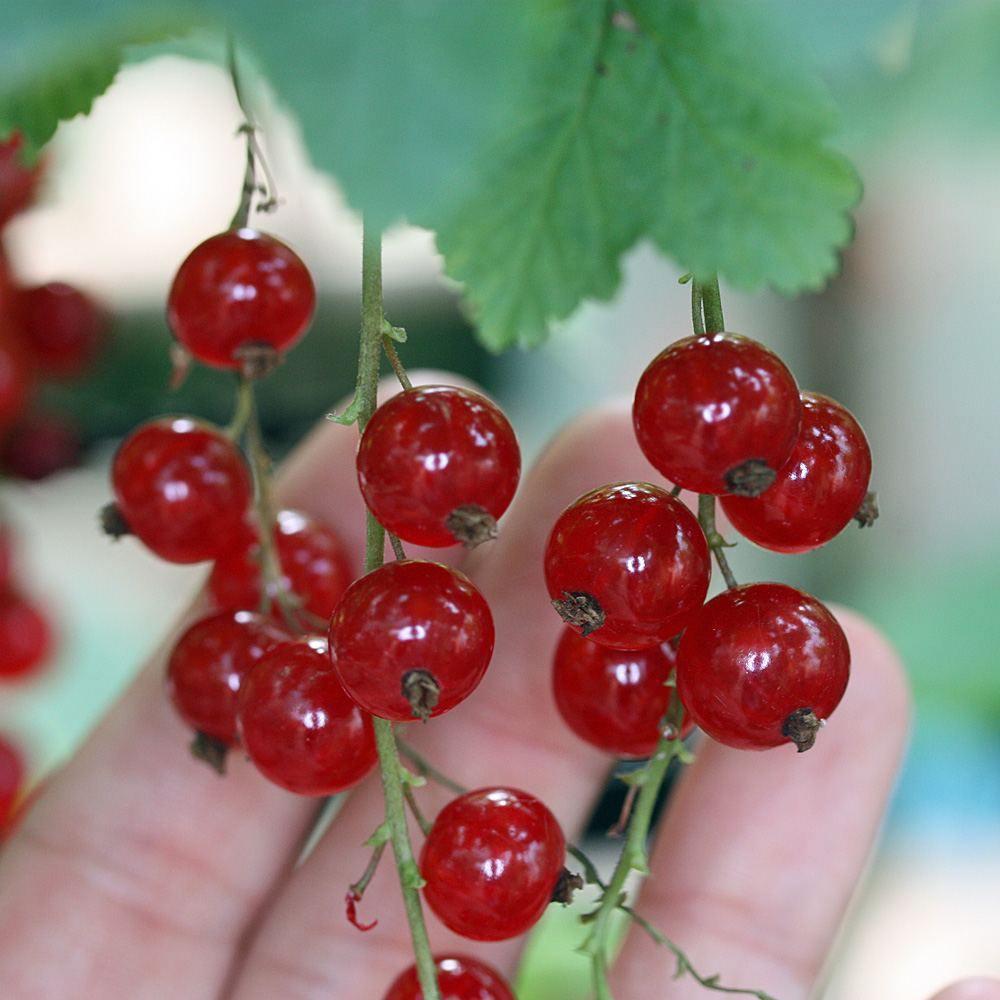 Rote Johannisbeere 'Rovada'