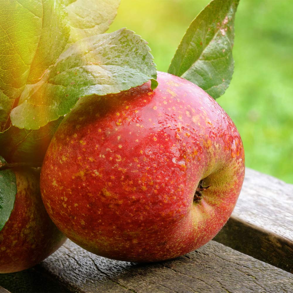 Apfel 'Roter Boskoop'