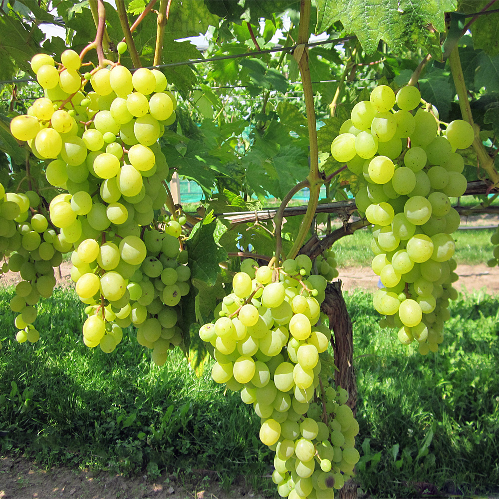 Weinrebe 'Romulus'