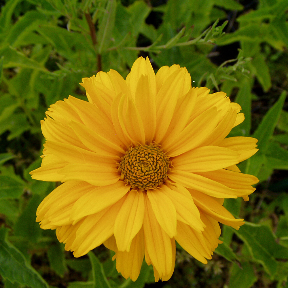 Sonnenauge Sommersonne, Heliopsis, Schnittblume