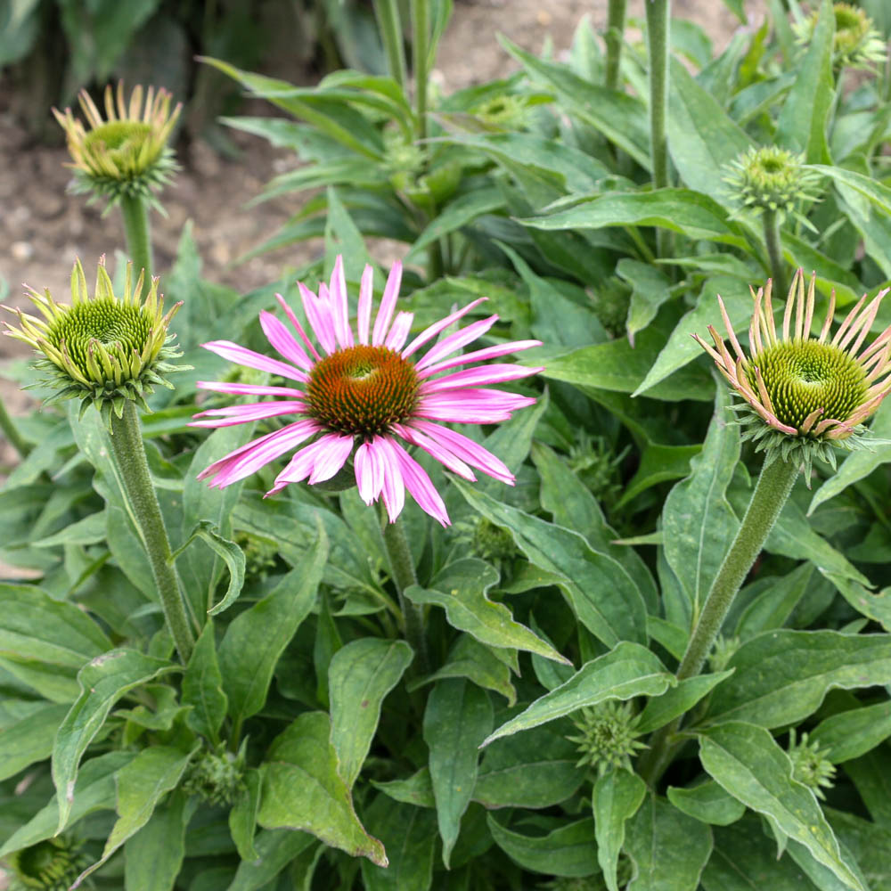 Tennessee Sonnenhut 'Rocky Top'