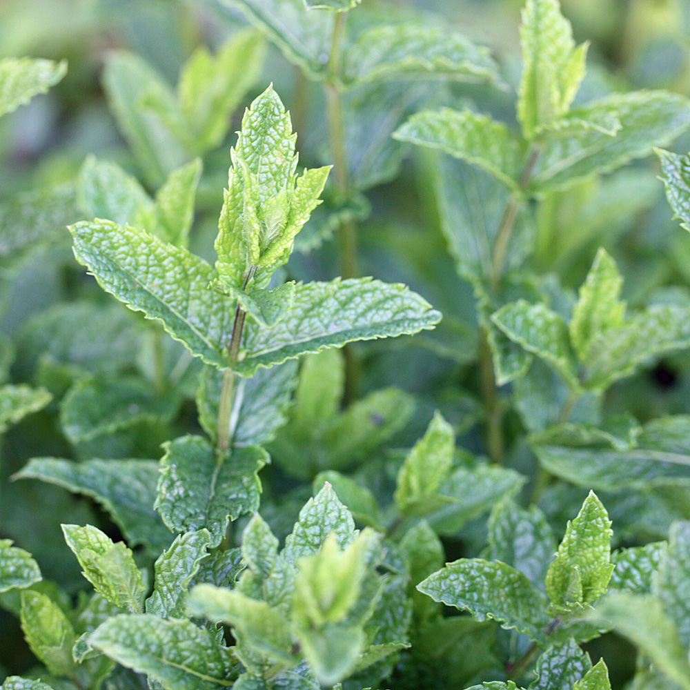 Marokkanische Minze, Mentha, Maroko, Teepflanze, Heilpflanze