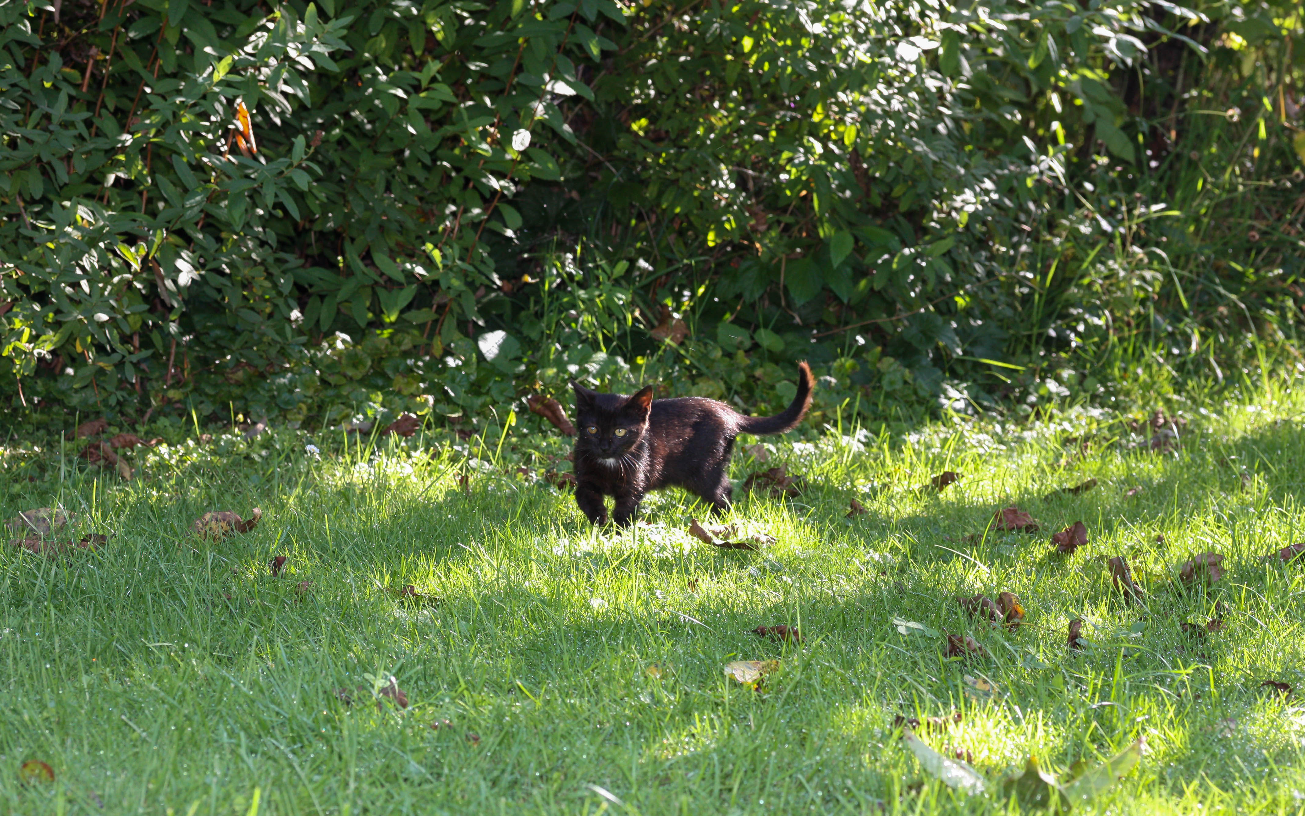 Beliebte Pflanzen für einen naturnahen Garten