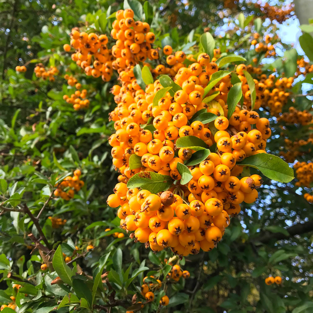 Feuerdorn Soleil d Or, Fruchtschmuck, Vogelnährgehölz