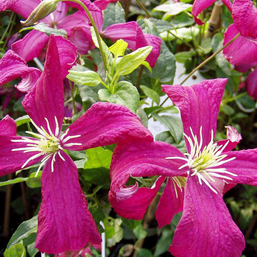 Clematis viticella Madame Julia Correvon