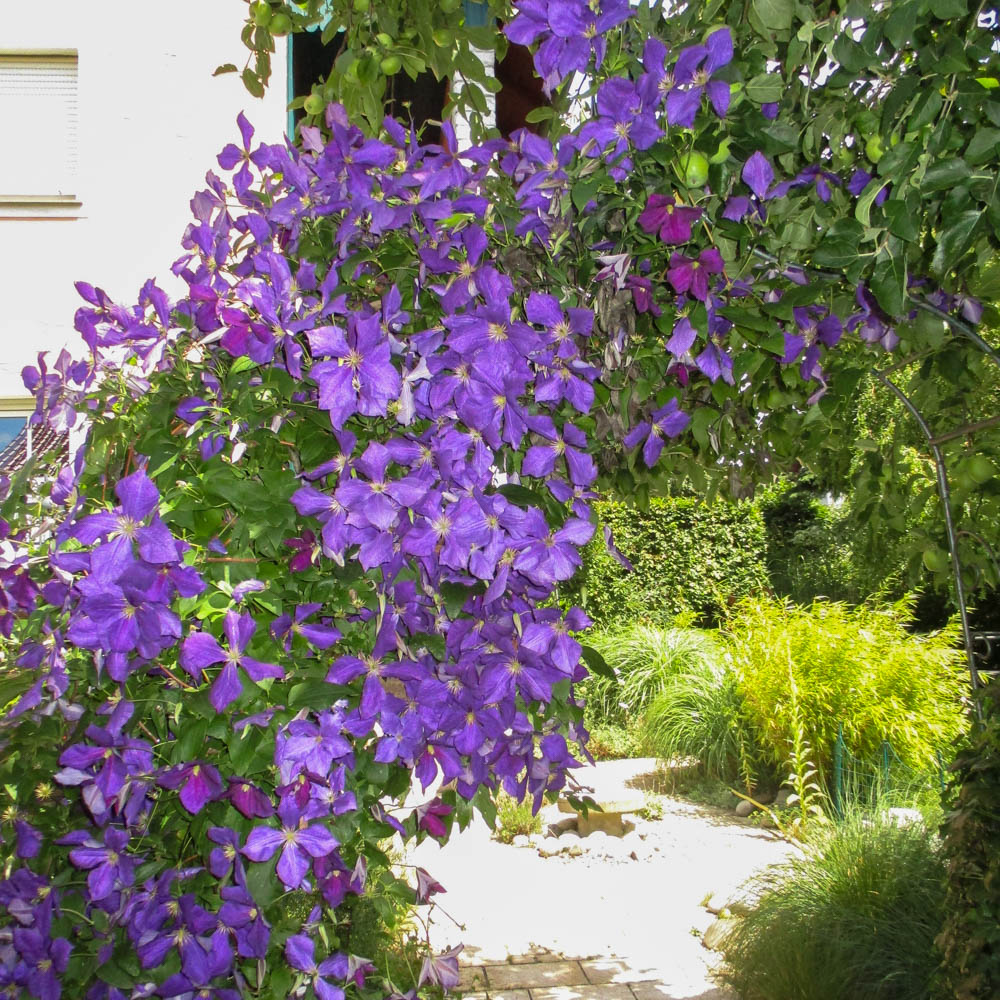 Clematis 'Jackmanii'