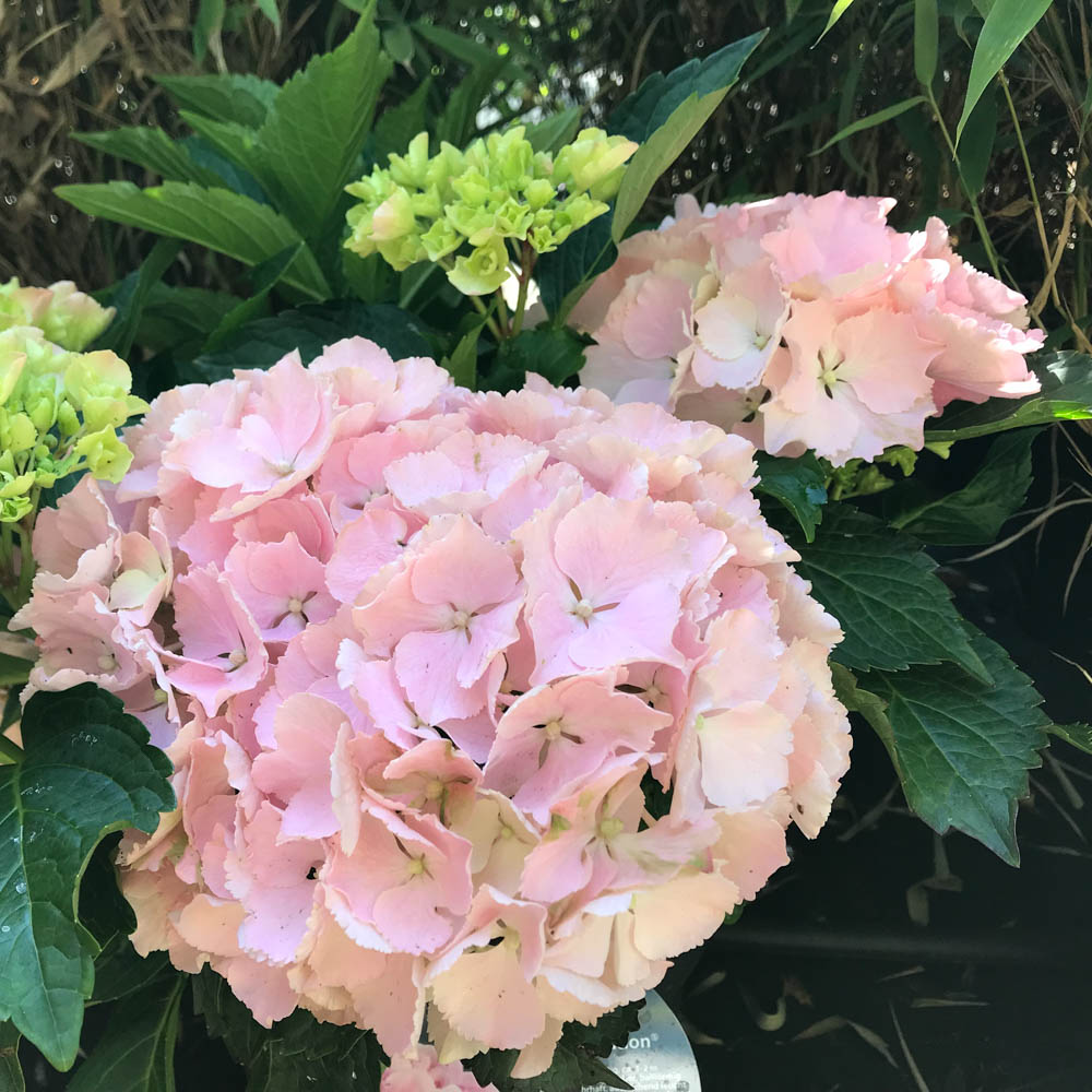 Bauernhortensie 'Pink Sensation'