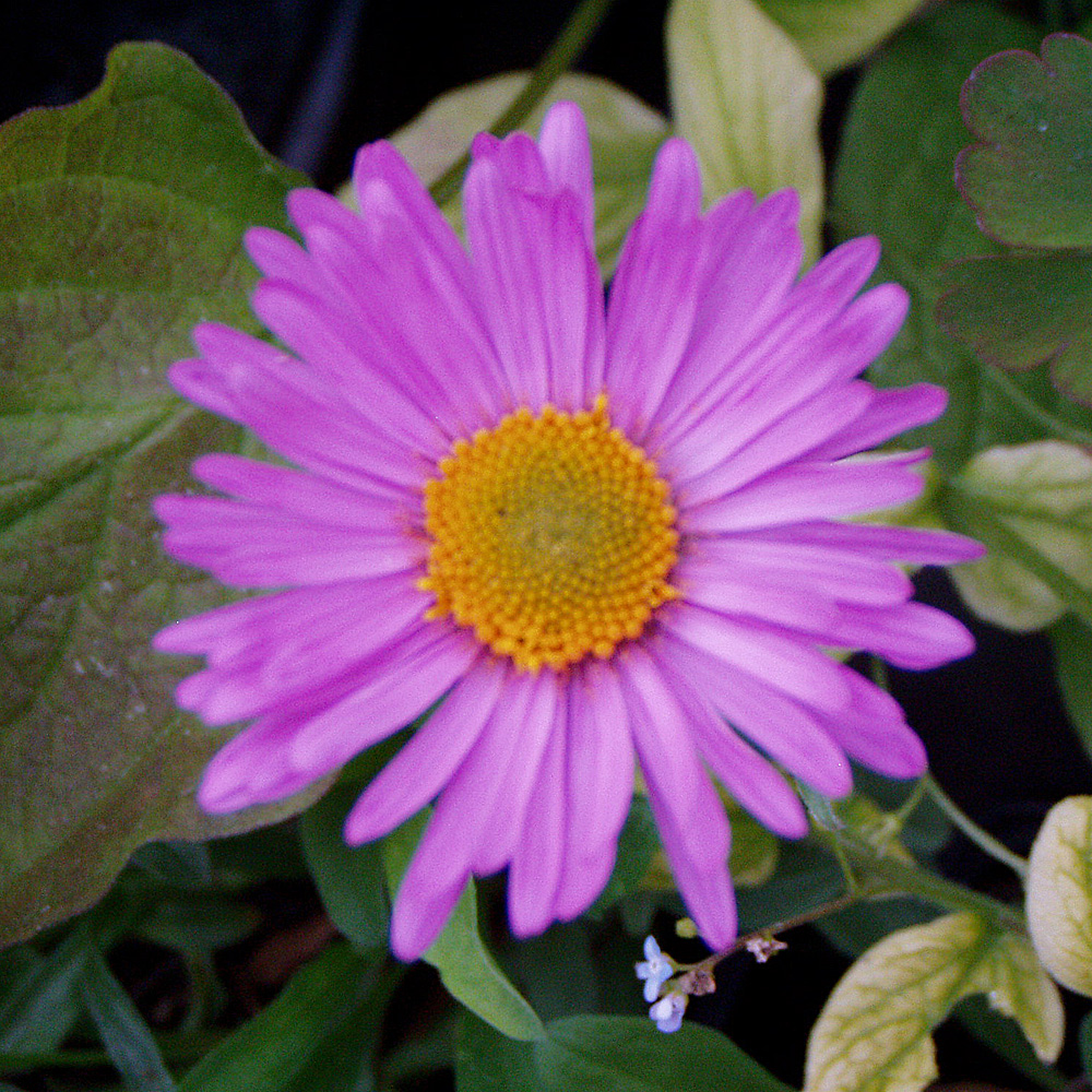 Alpen Aster Happy End, Blütenstaude, Frühjahr