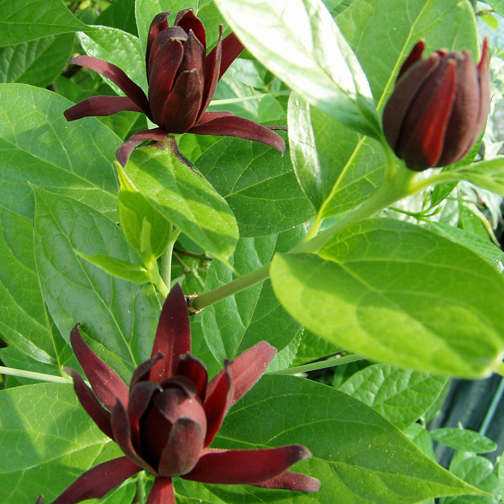 Gewürzstrauch, Calycanthus, Duftpflanze