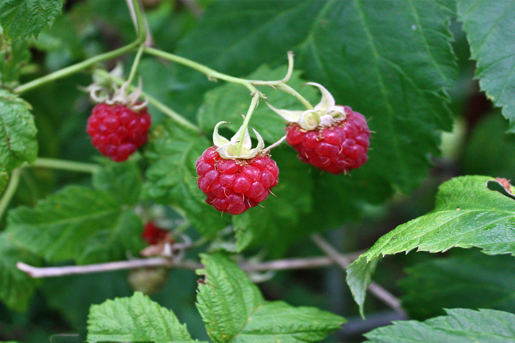 Himbeeren