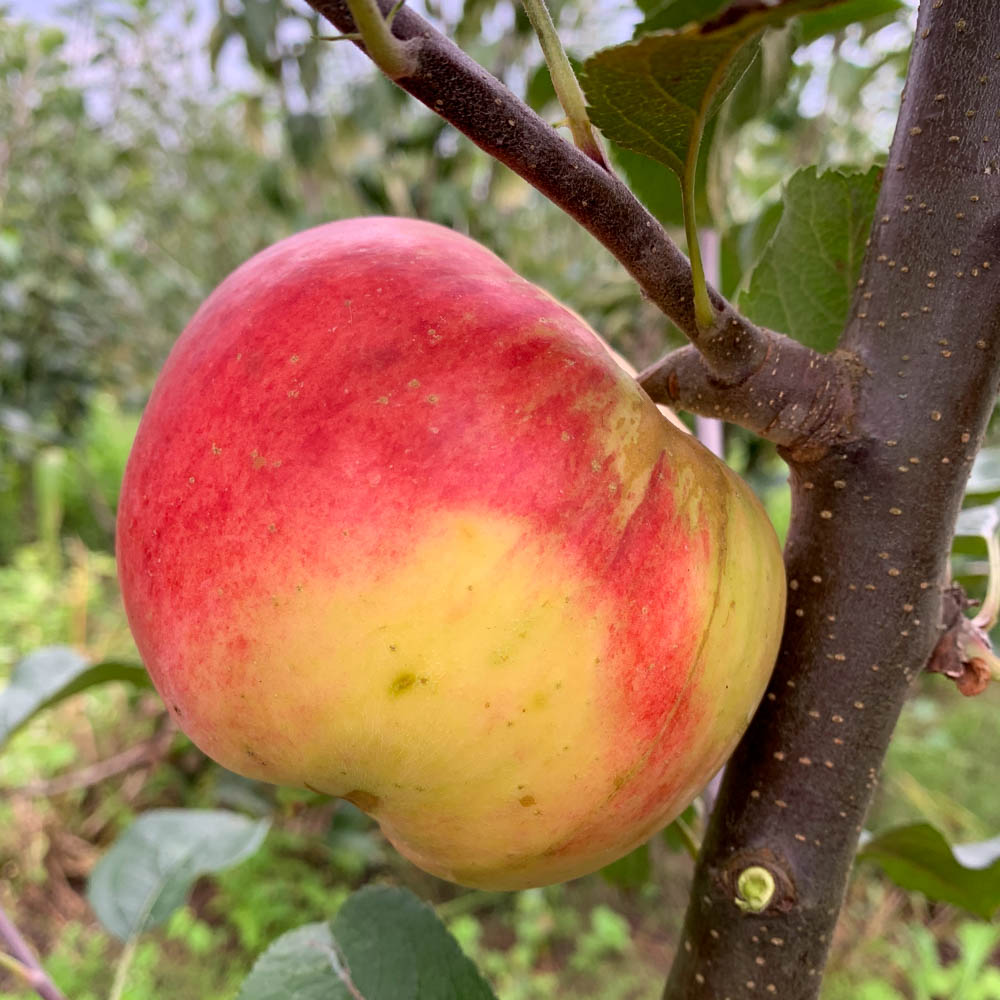 Apfel 'Prinz Albrecht von Preußen'
