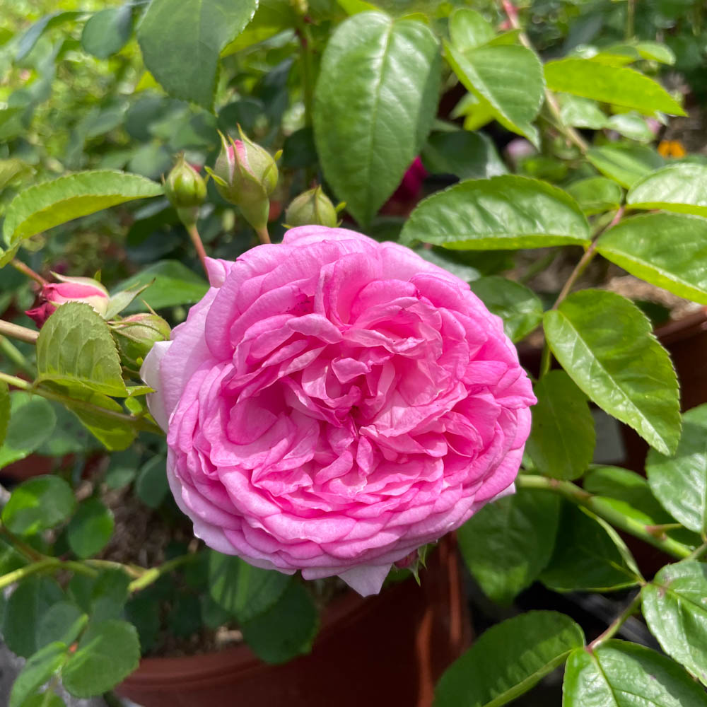 Kletterrose 'Jasmina' ®