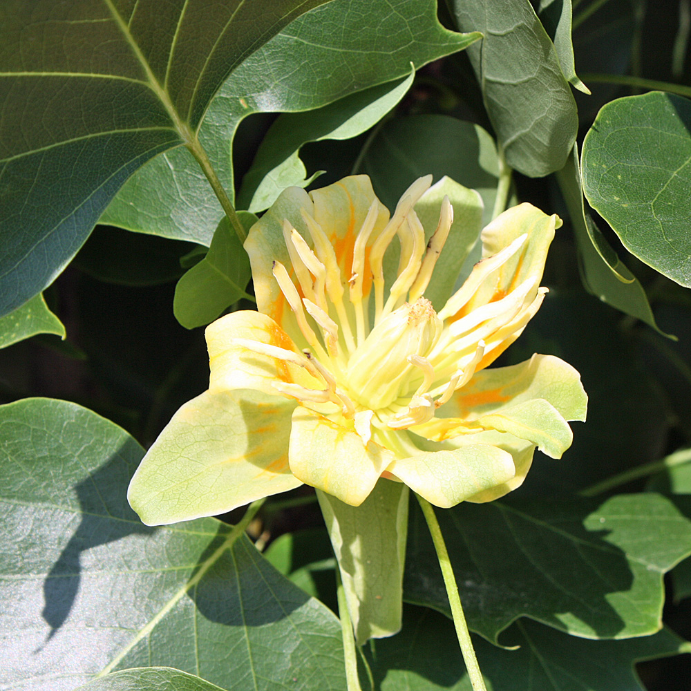 Tulpenbaum, Großgehölz