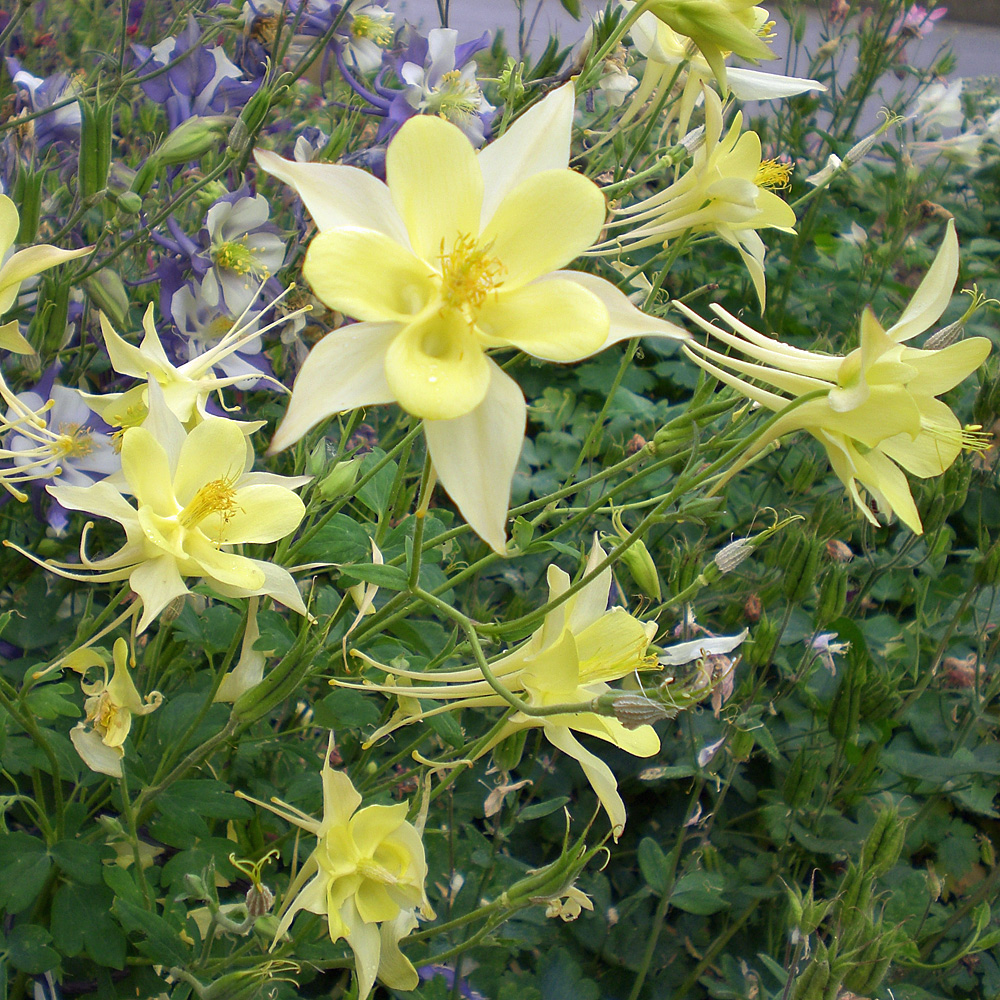 Akelei Yellow Queen, Frühjahrsblüher