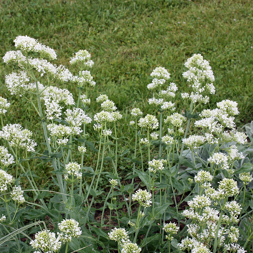 Spornblume Albus, Centranthus, Blütenstaude
