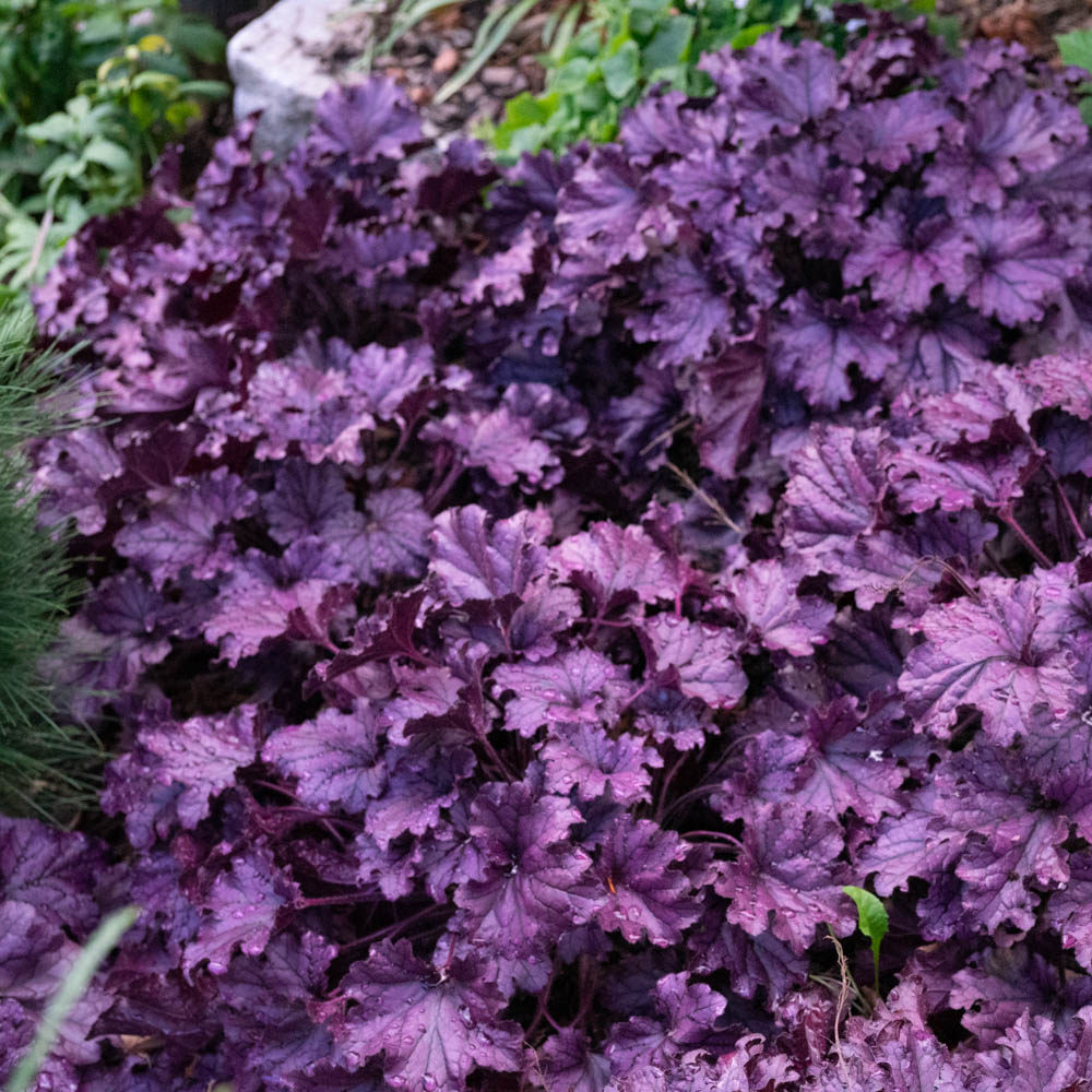 Purpurglöckchen 'Obsidian' ®