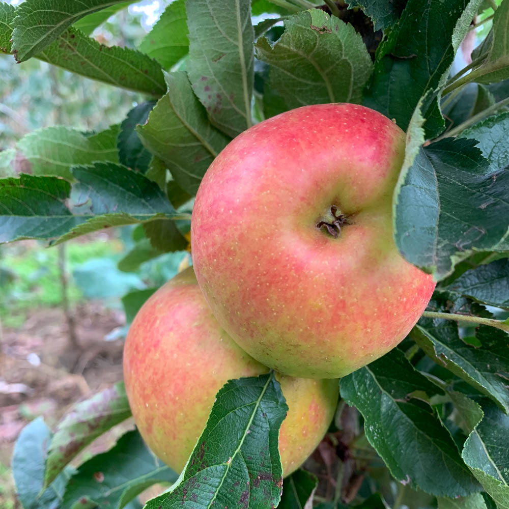 Säulenapfel 'Jucunda' ®