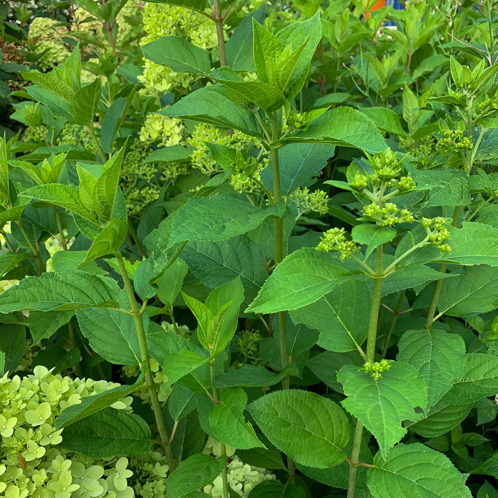 Hortensie Limelight, Hydrangea, Rispenhortensie, Blütenbälle