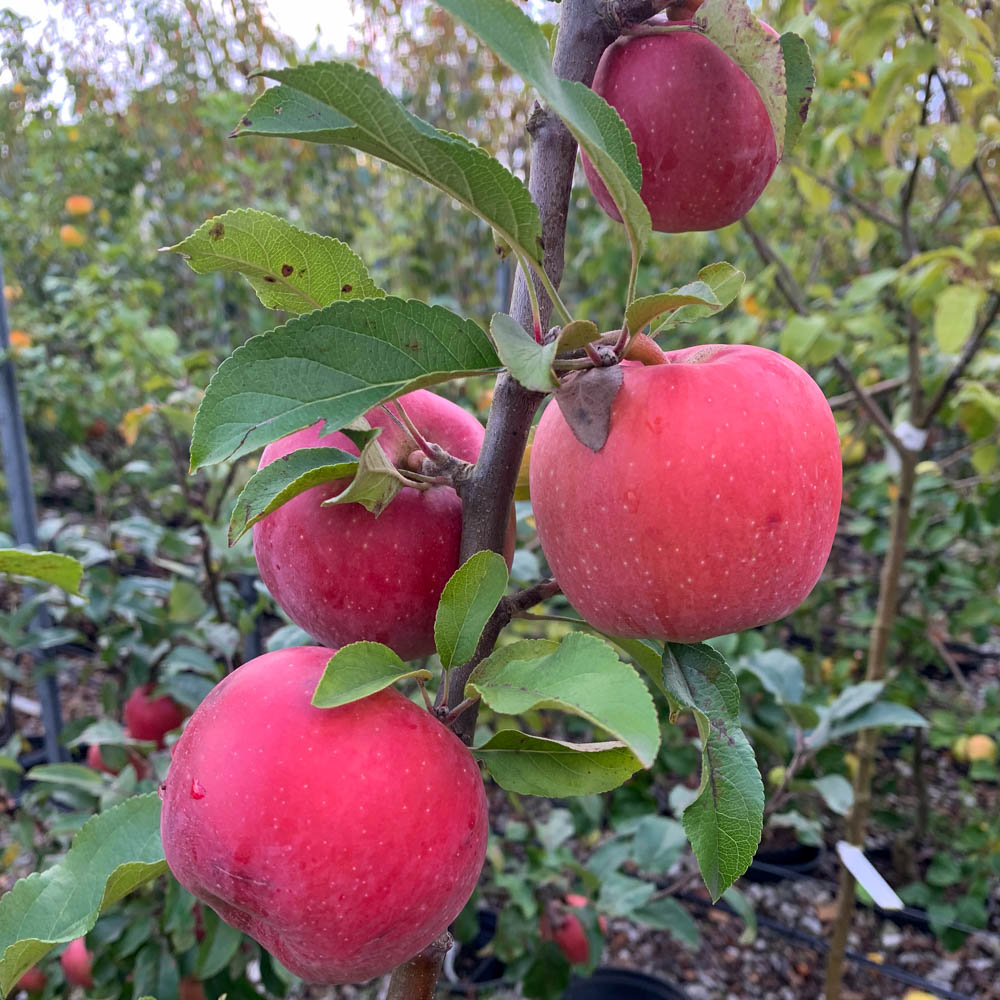 Apfel 'Gloster'