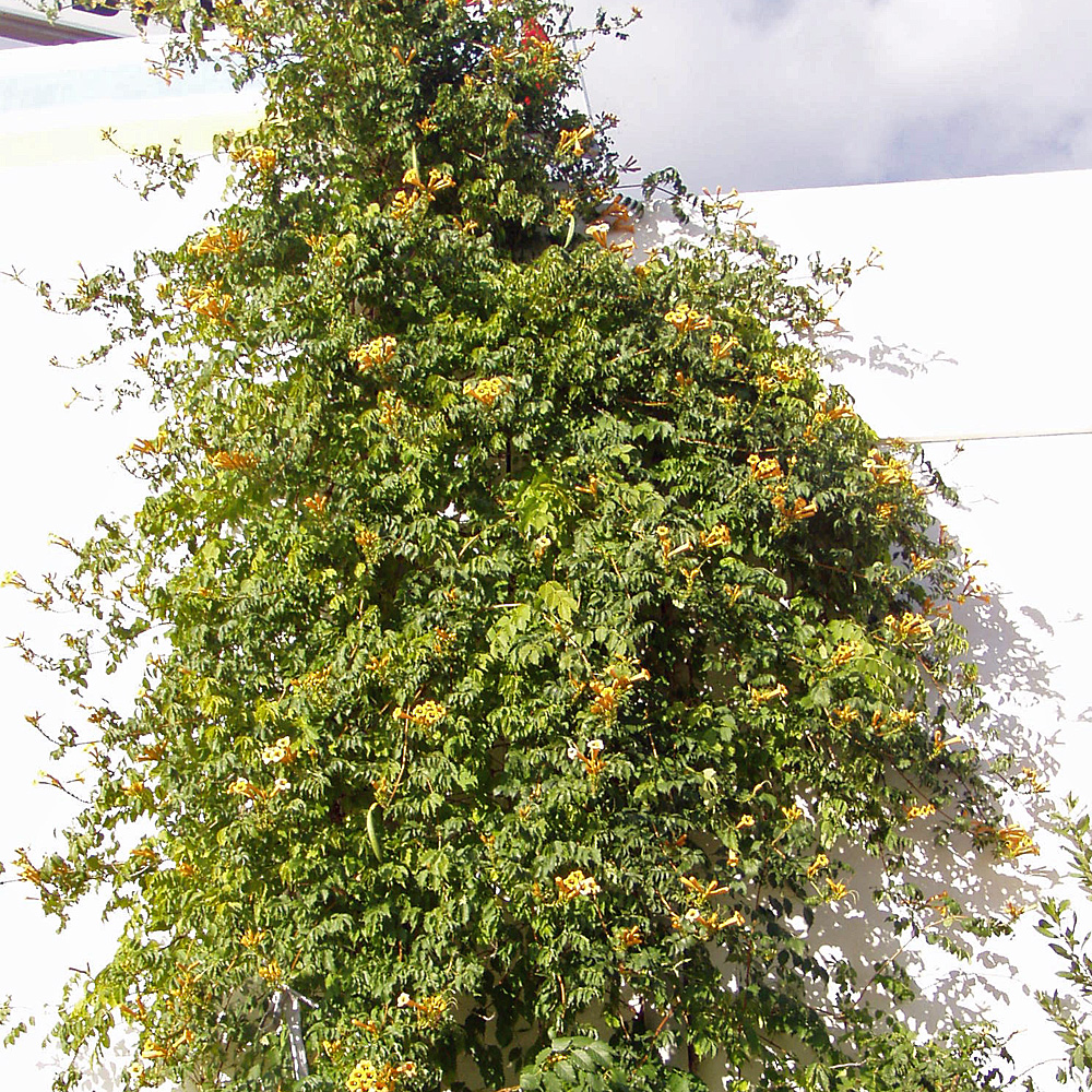 Gelbe Trompetenblume Campsis