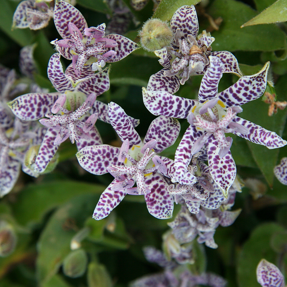 Japanische Krötenlilie, Tricyrtis, Schattenpflanze