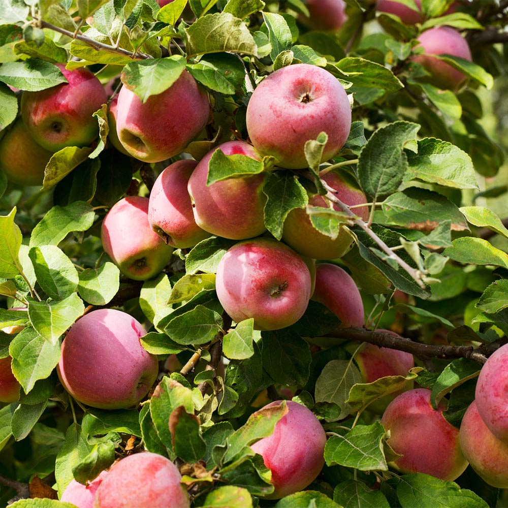 Apfel 'Florina' ®