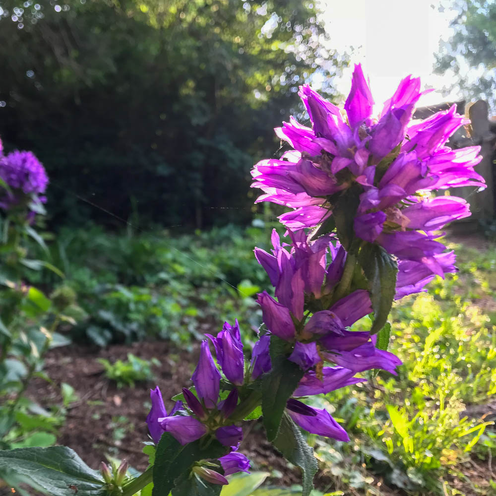 Knäulglockenblume Acaulis, Glockenblume