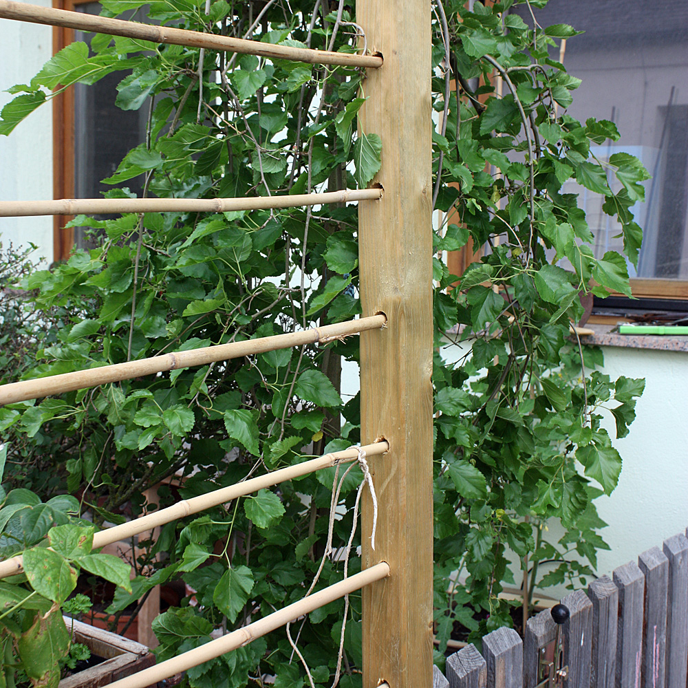 Bambusstäbe 152 cm/10-12 mm