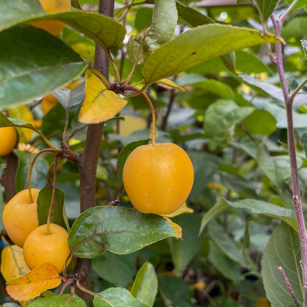 Zierapfel 'Golden Hornet'