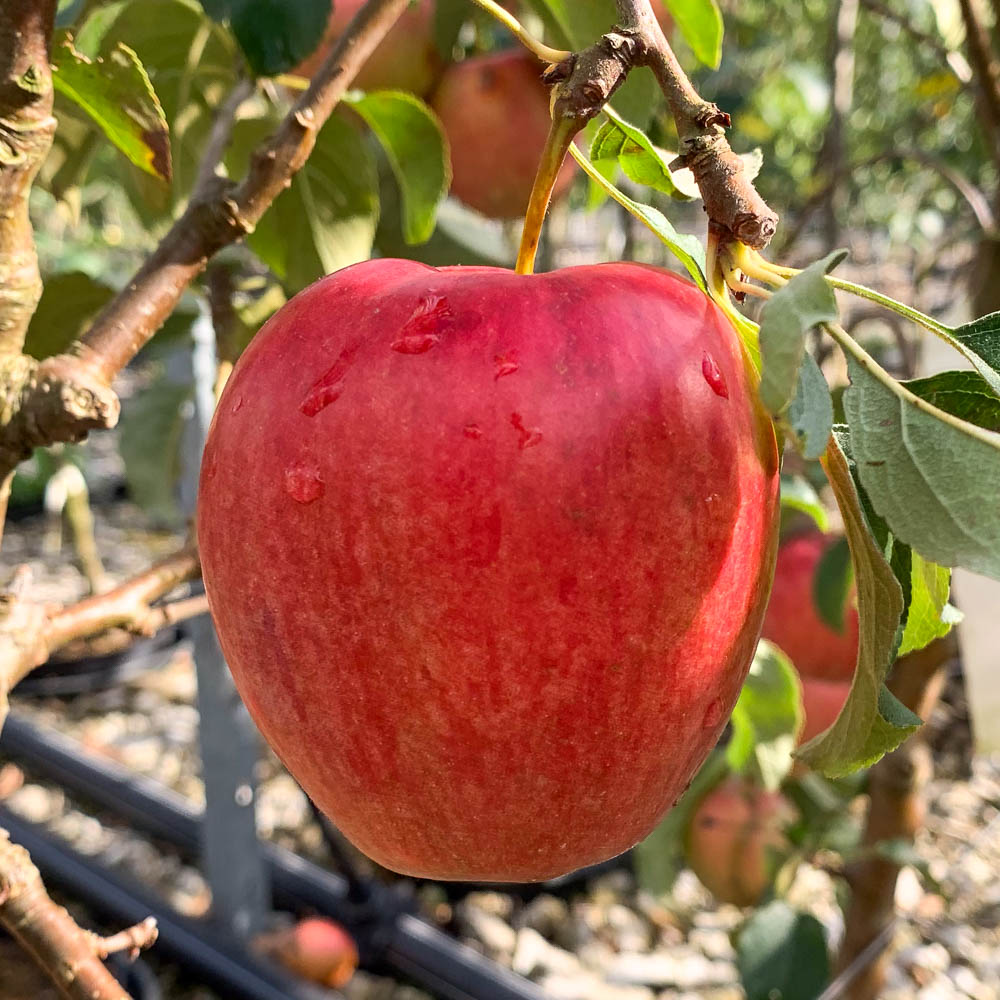Apfel 'Rewena' ®
