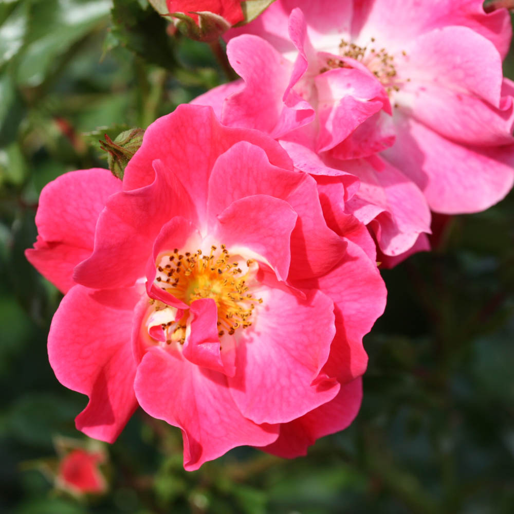 Bodendeckerrose 'Blühwunder' ®