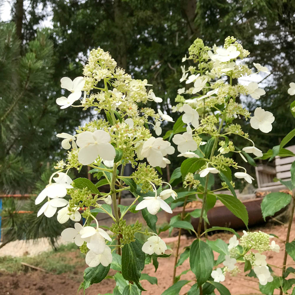 Rispenhortensie 'Kyushu'