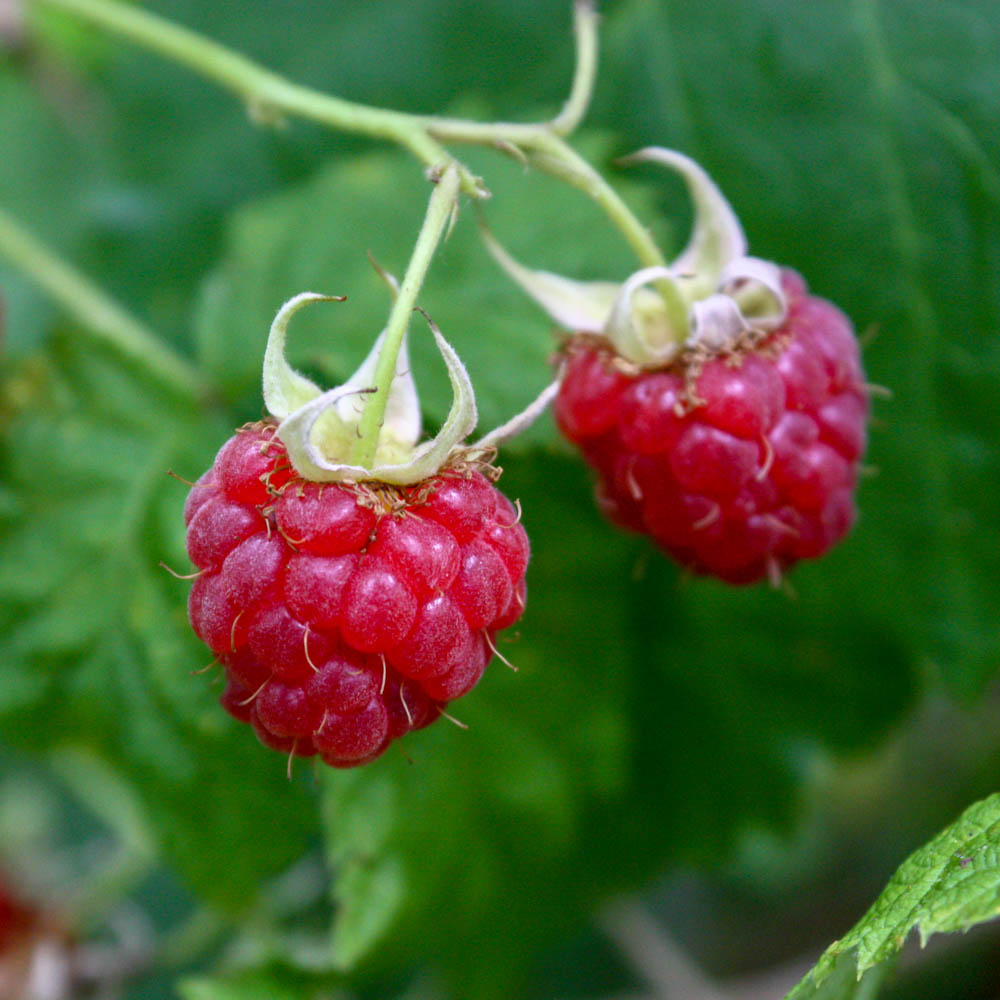 Sommerhimbeere 'Glen Ample' ®