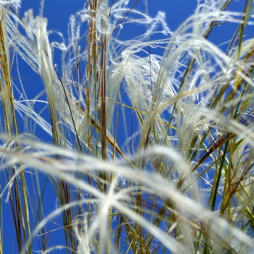 Federhaargras