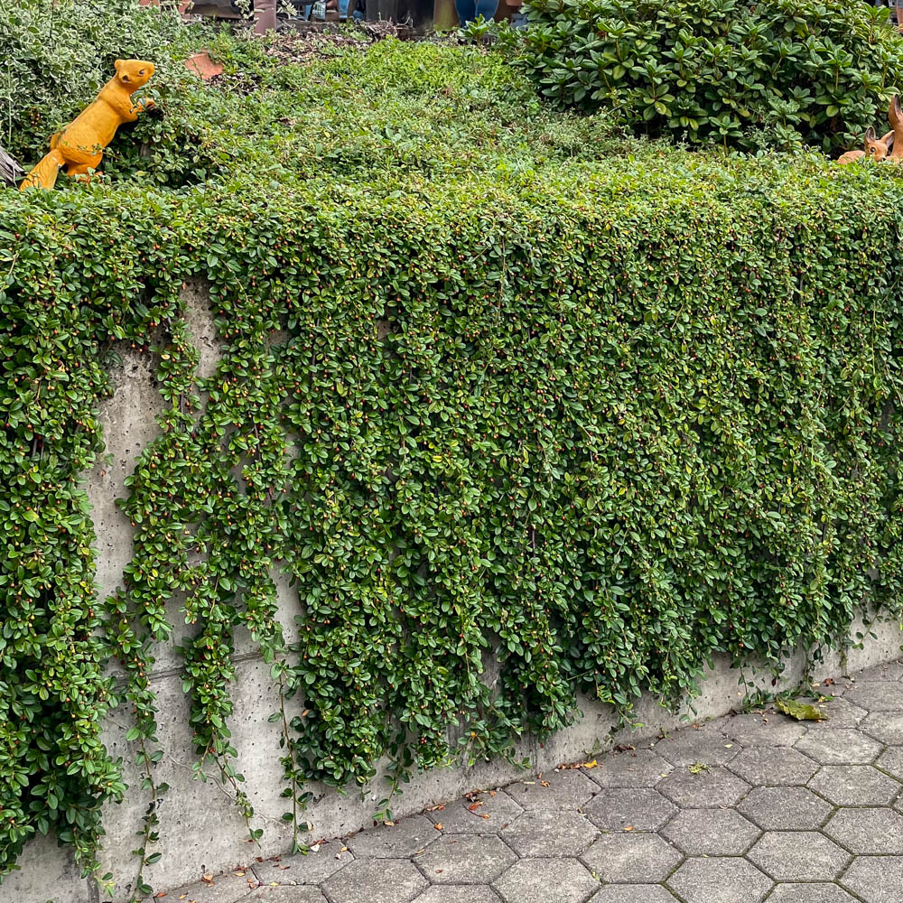 Teppichmispel 'Radicans'