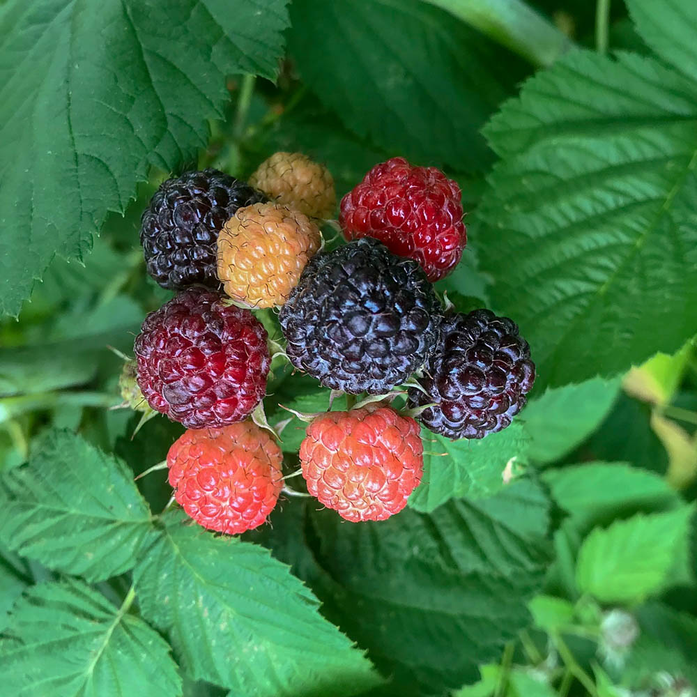 Sommerhimbeere 'Black Jewel'