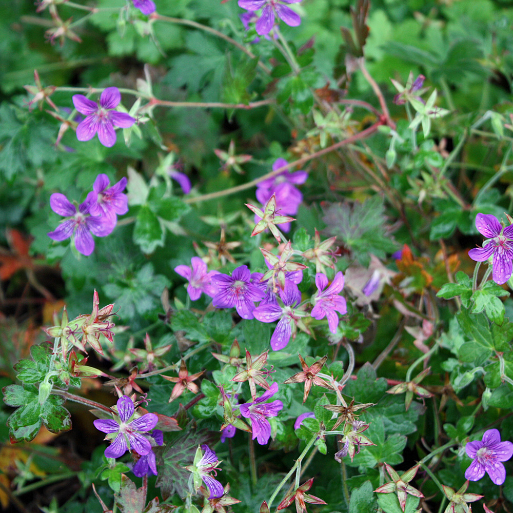 Sibirischer Storchschnabel, Bodendecker, Blütenpflanze